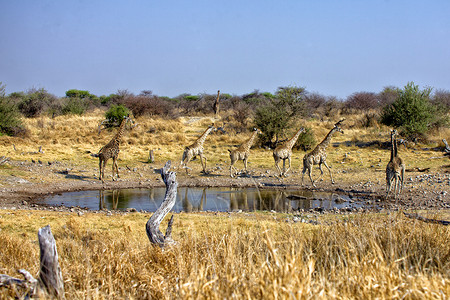 阿托沃一群四头长颈鹿跑到非洲纳米比亚的阿托沙国家公园的一个水坑附近背景