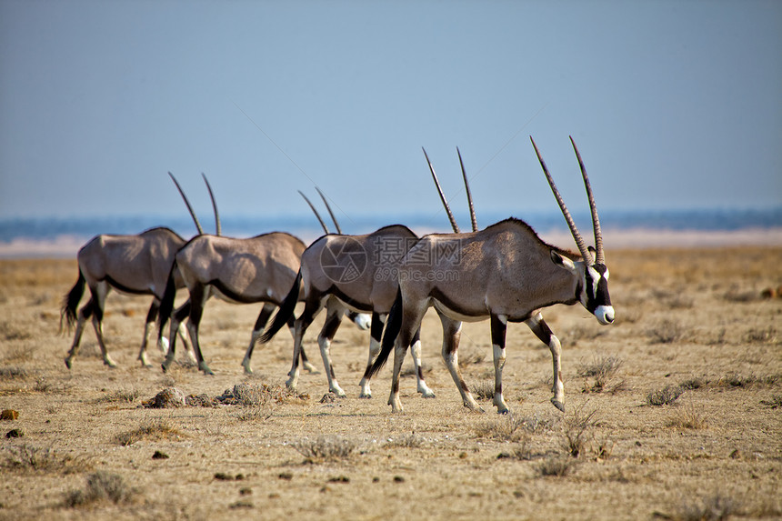 非洲纳米比亚阿托沙纳蒂纳尔公园的一组由4个小马克斯组成的小组国家公园野生动物动物图片