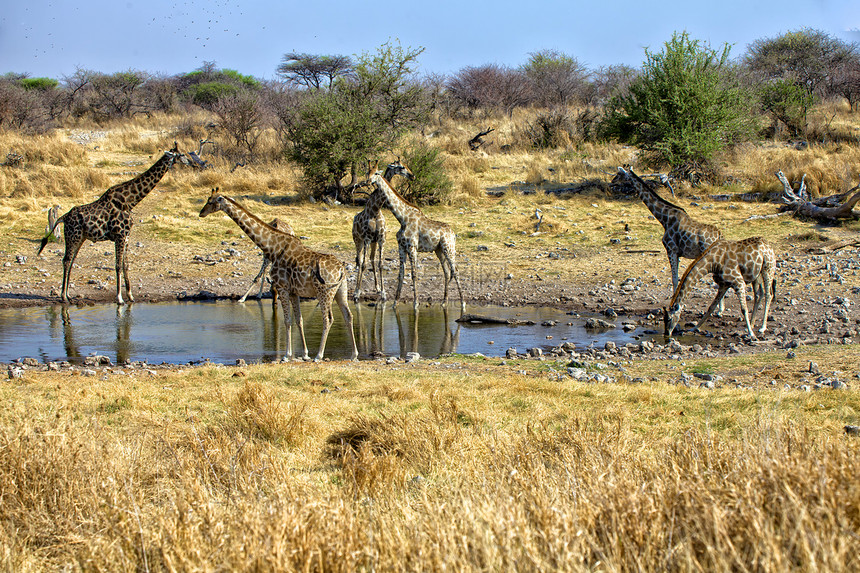 一群长颈鹿靠近Etosha国家公园的一个水坑图片
