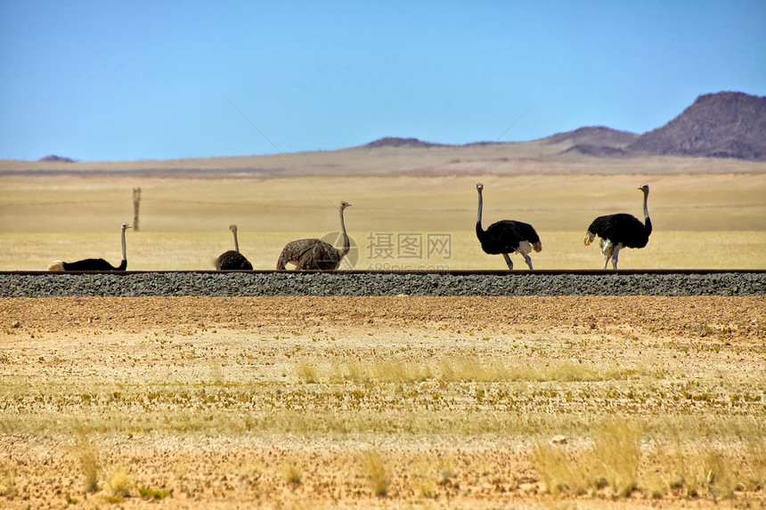 沿非洲纳米比亚地区Lederitz附近铁路的一群食人动物图片