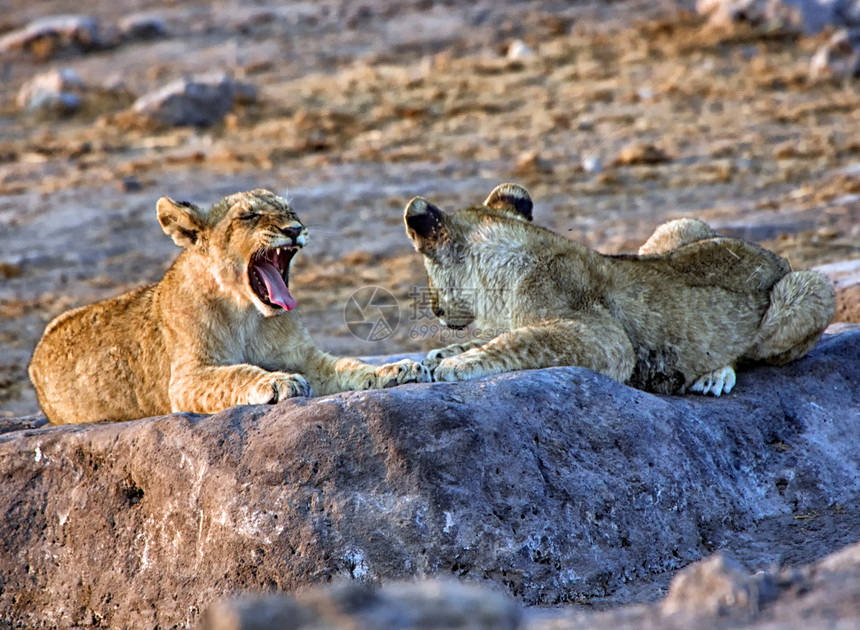 在非洲纳米比亚阿托沙国家公园的狮子小熊哈哈哈哈哈图片