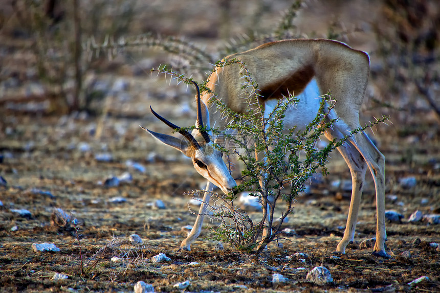 在纳米比亚Etosha国家公园吃一棵树的春菌图片