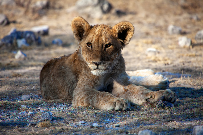 一个非常年轻的狮子幼崽 在埃托沙国家公园纳米比亚图片