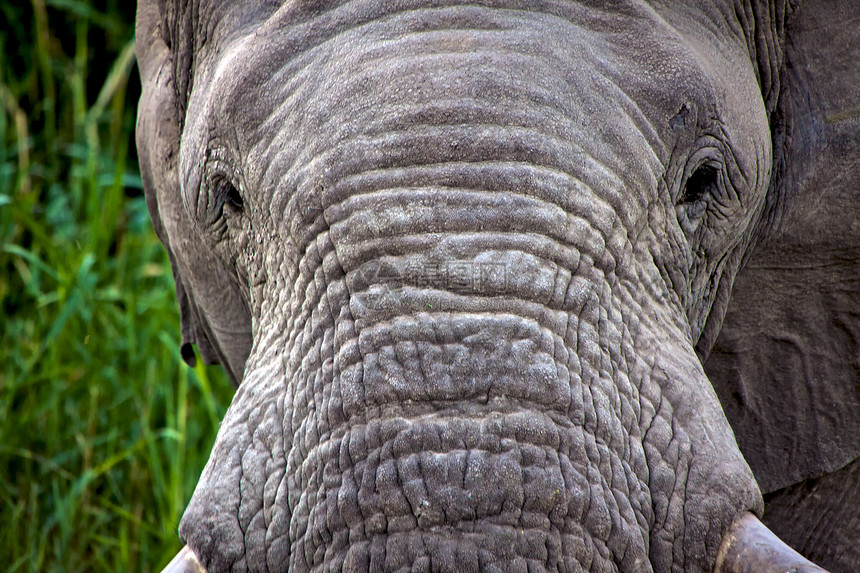 在阿托沙国家公园纳米比亚特写大象图片