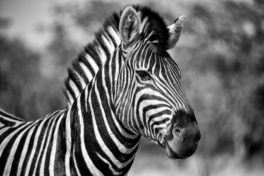 伯切尔在埃托沙的国家公园纳米比亚的斑马图片