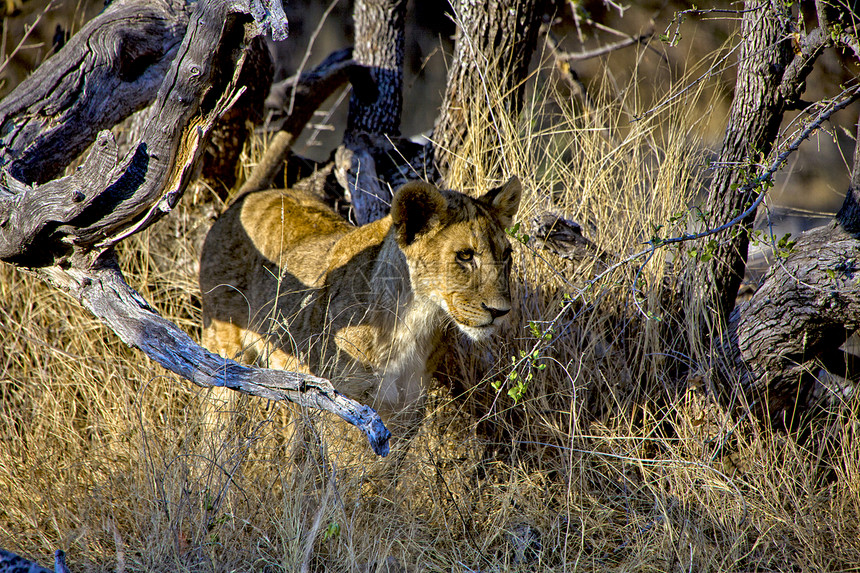 在阿托沙国家公园纳米比亚高草地的狮子幼崽图片