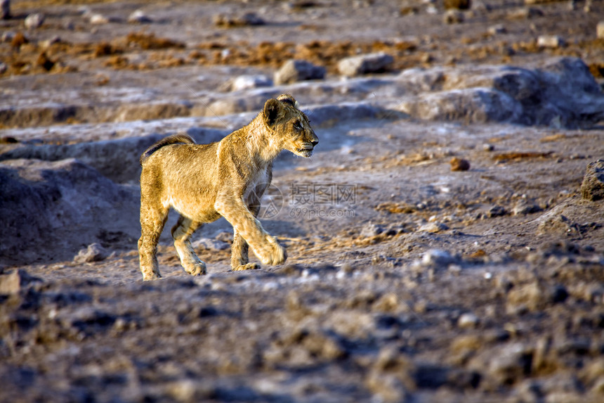 伊托沙国家公园纳米比亚的一只年轻的狮子图片
