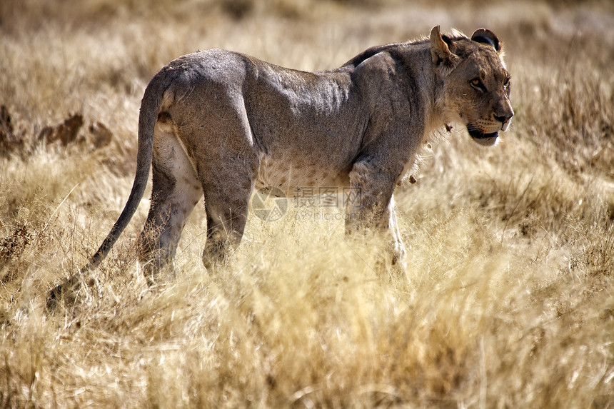 纳米比亚阿托沙国家公园的非洲狮子图片