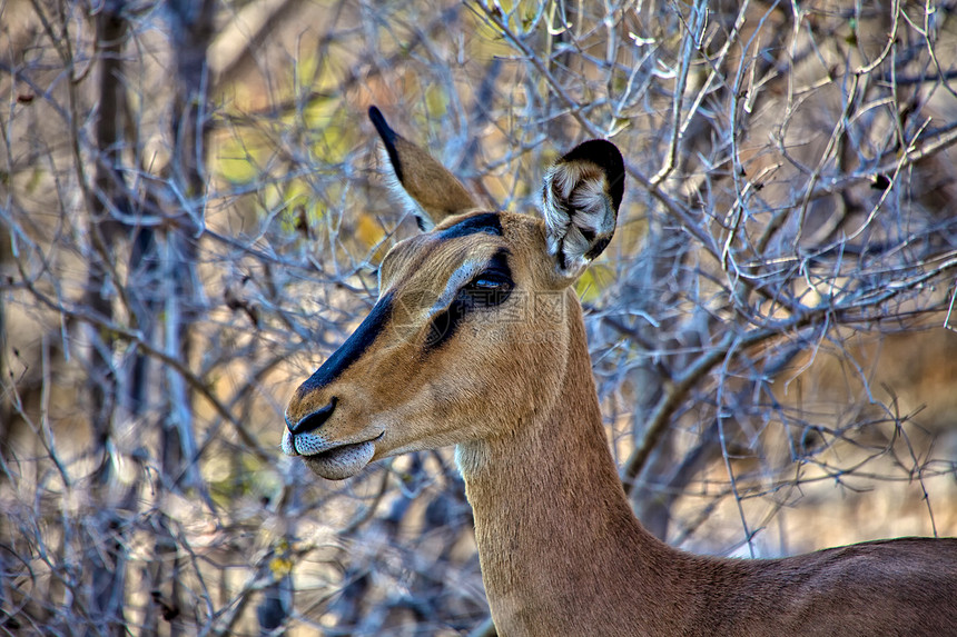 etosha国家公园内特写黑面Impala图片