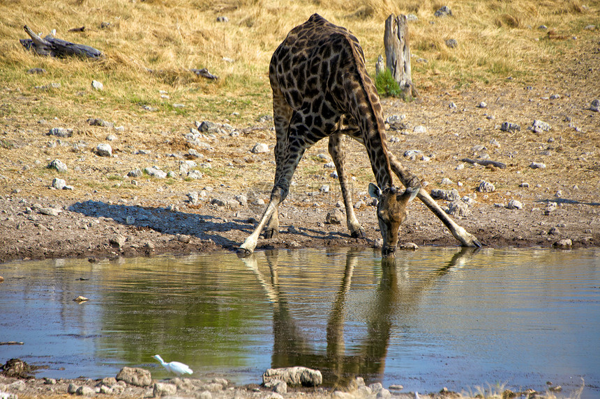etosha国家公园Namibia的一个水坑里的长颈鹿图片