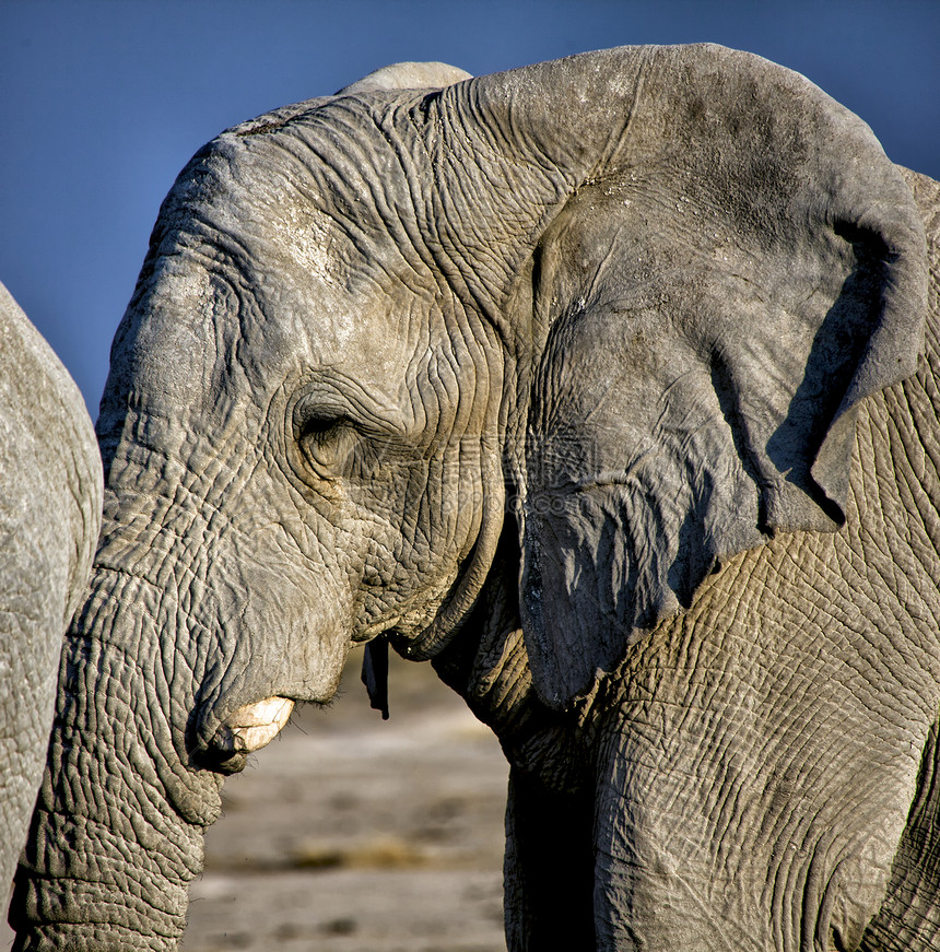大象特写在阿图沙国家公园纳米比亚图片