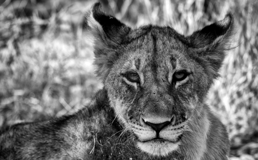 伊托沙国家公园纳米比亚的狮子幼崽脸部图片