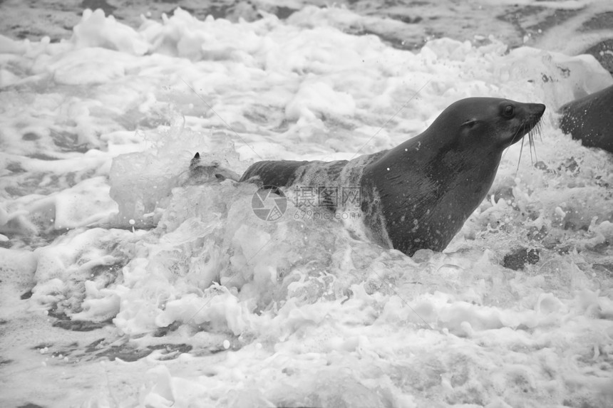 纳米比亚十字角海豹保护区海浪中的海豹图片
