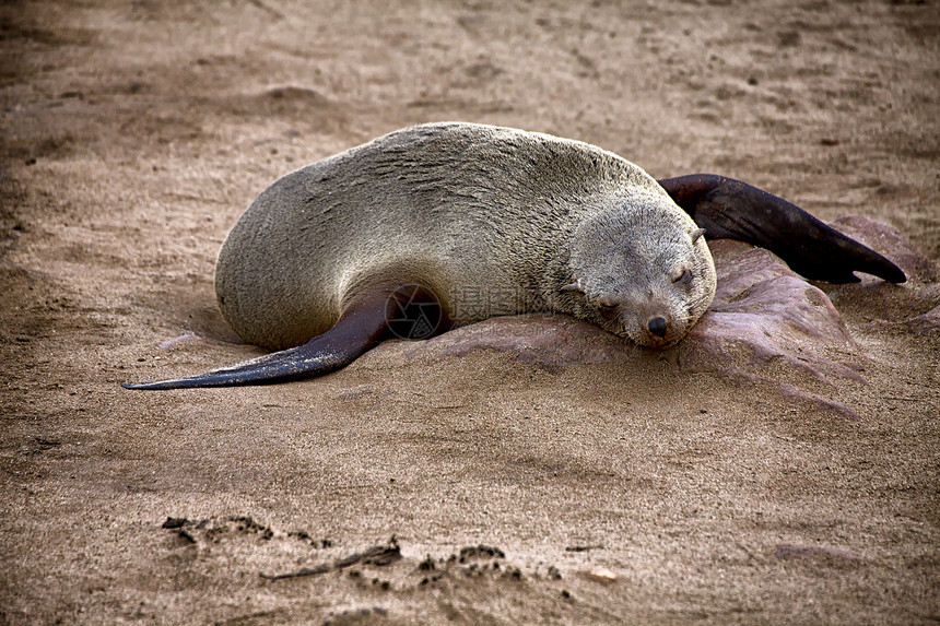 睡在非洲纳米比亚的海豹保留区海滩上图片