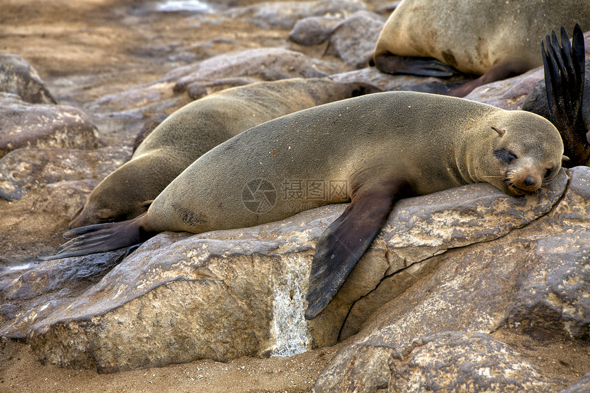 睡在海边的海角十字海豹保留区图片