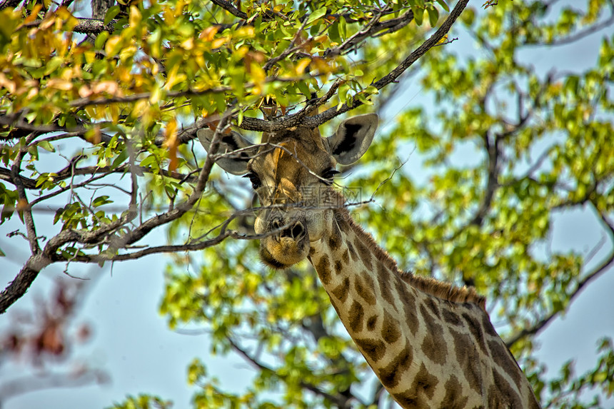 etosha国家公园Namibia的长颈鹿近距离特写图片