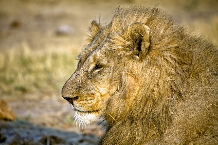 非洲纳米比亚阿图沙国家公园的狮子头部(pethera Leo)图片