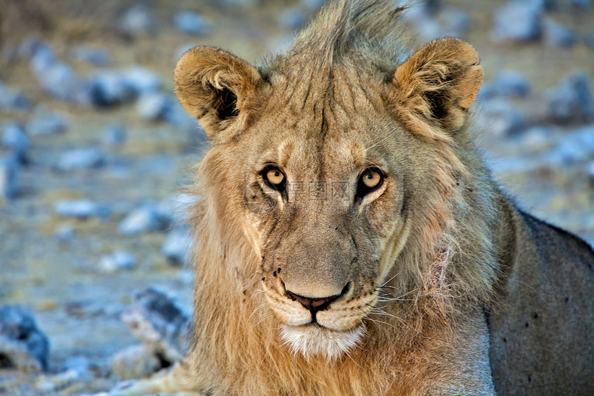非洲纳米比亚国家公园野生动物狮子国家母狮脖子动物公园图片