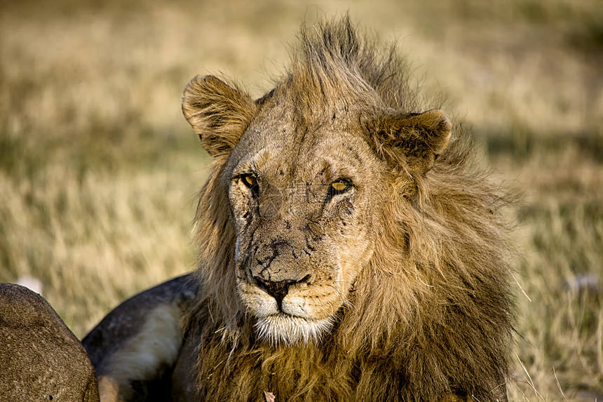 在阿托沙国家公园纳米比亚举行狮子紧贴式图片