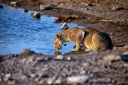 狮子饮用水在Chudob 水井etosha国家公园饮用水背景
