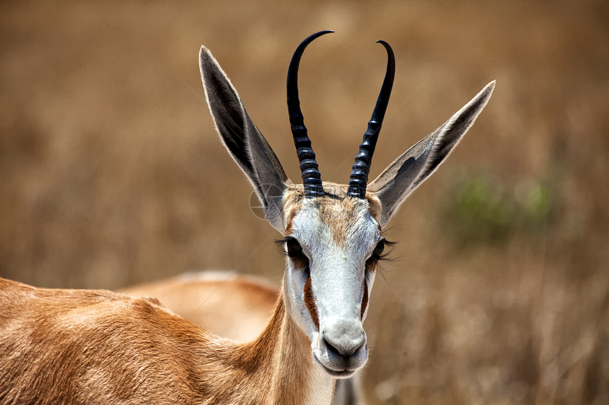 伊托沙国家公园纳米比亚公园跳羚国家动物野生动物图片