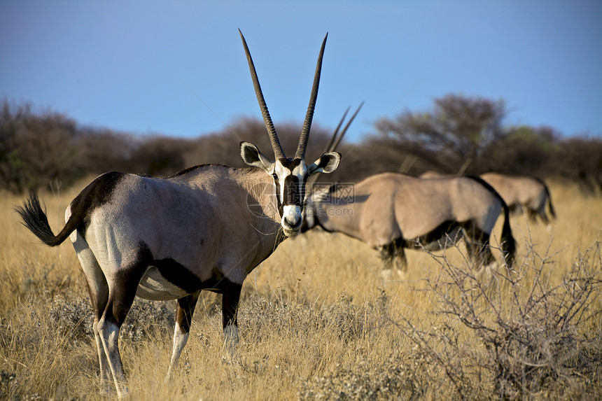 纳米比亚Etosha国家公园食草的奥里克斯图片