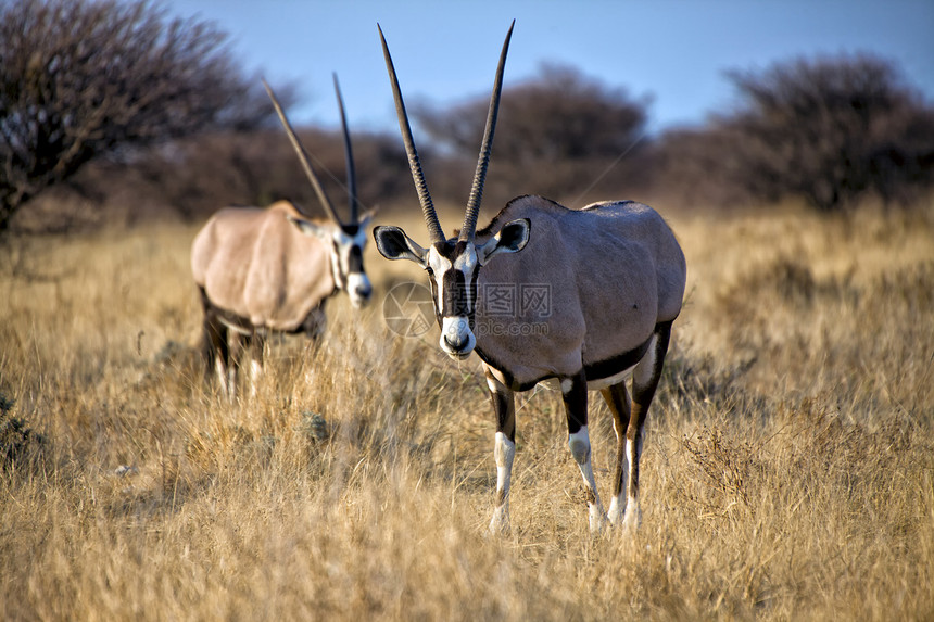 纳米比亚Etosha国家公园Oryx图片