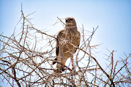 亚图沙国家公园纳米比亚猎物公园国家动物野生动物高清图片