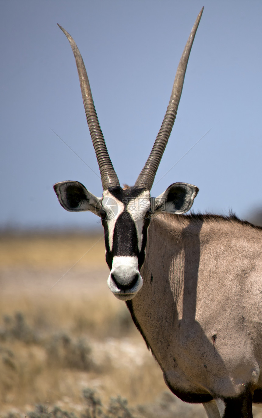 亚图沙国家公园纳米比亚野生动物跳羚公园国家动物图片