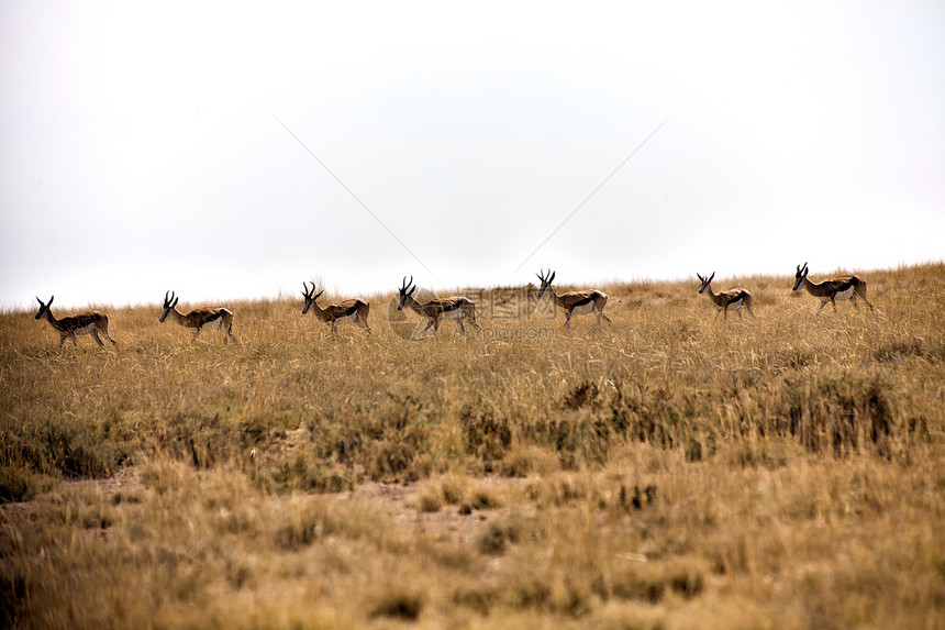 伊托沙国家公园纳米比亚公园国家动物野生动物跳羚图片