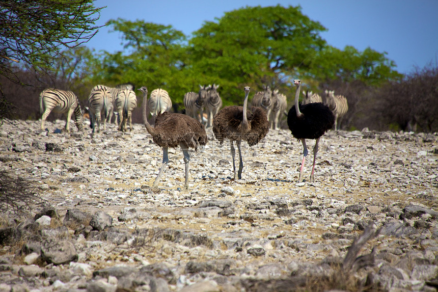 亚图沙国家公园纳米比亚的3个Ostrich图片