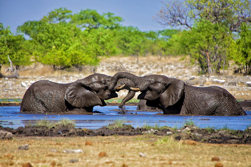 在阿托沙国家公园纳米比亚的河里玩两头大象图片
