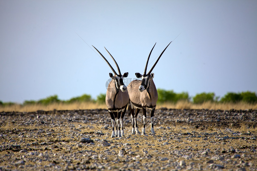 纳米比亚Etosha国家公园两座奥里克斯动物公园国家跳羚野生动物图片