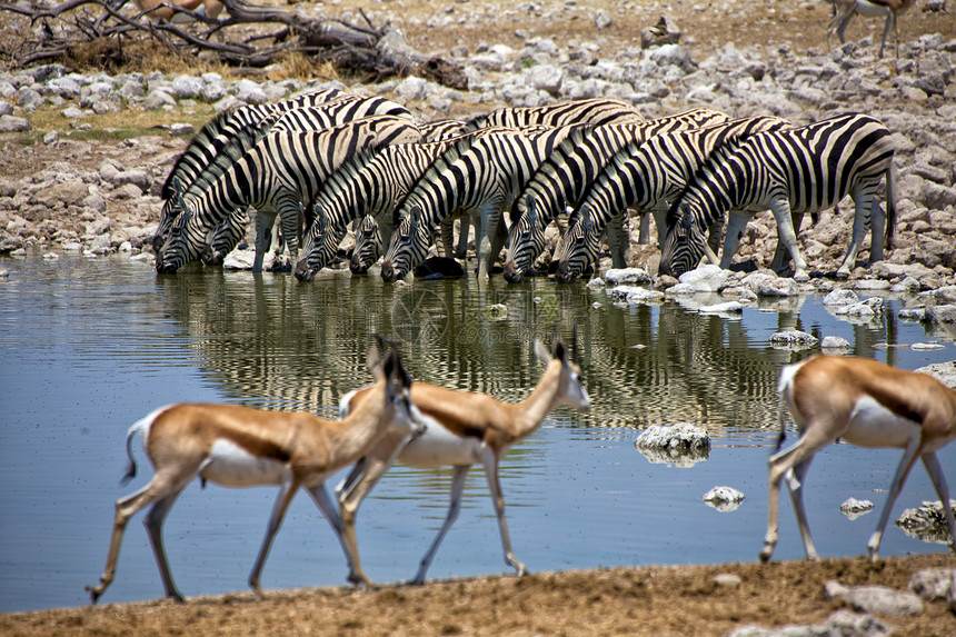 非洲纳米比亚国家公园Okaukuuejo国家公园的Zebra饮用水图片