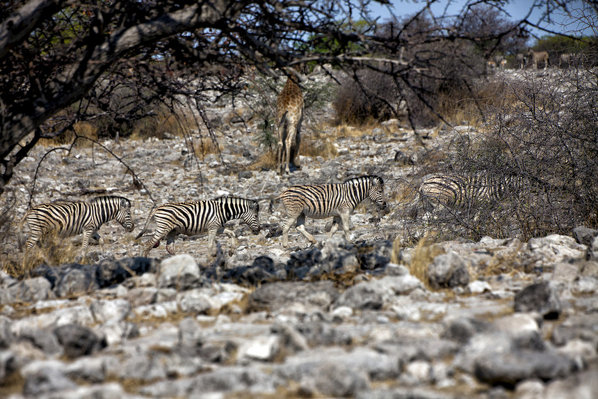 etosha国家公园纳米比亚的斑马图片