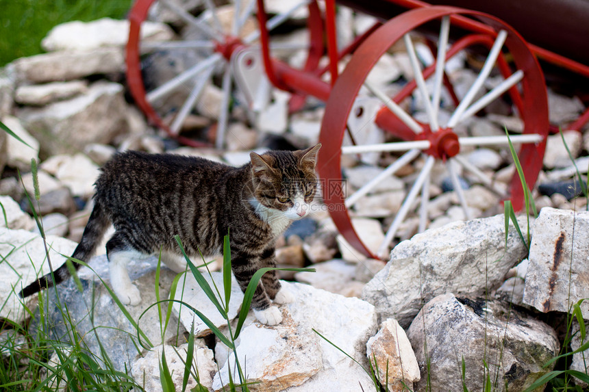 棕色标签猫车轮绿色动物石头猫科小猫白色岩石红色宠物图片