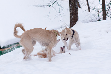 雪中小狗狗动物水平公园树干棕色白色乐趣猎犬小狗斗争背景图片