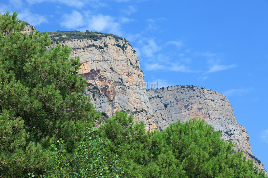 高悬崖和松树作为背景图片