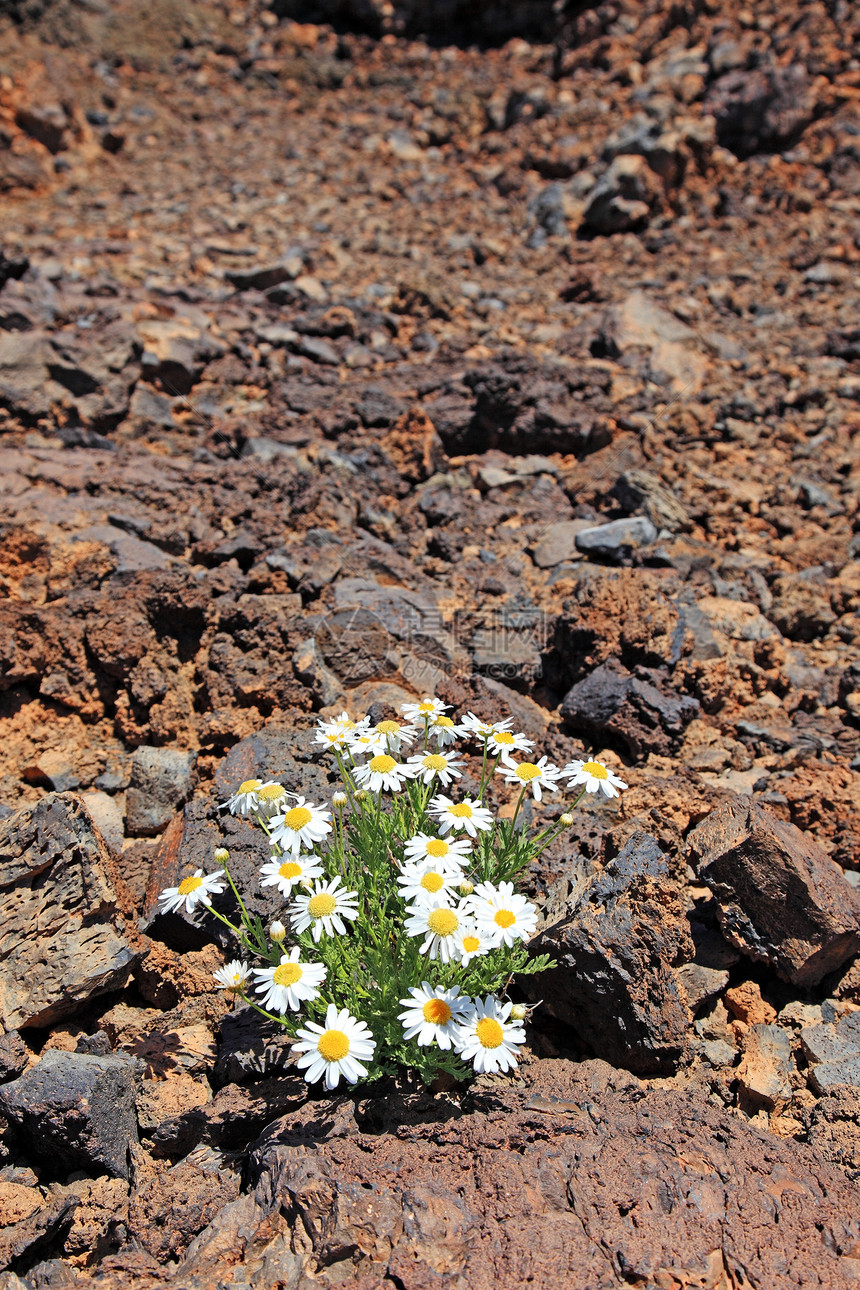 在火山沙漠里 孤独的卡通米尔 El Teide 特纳里夫图片