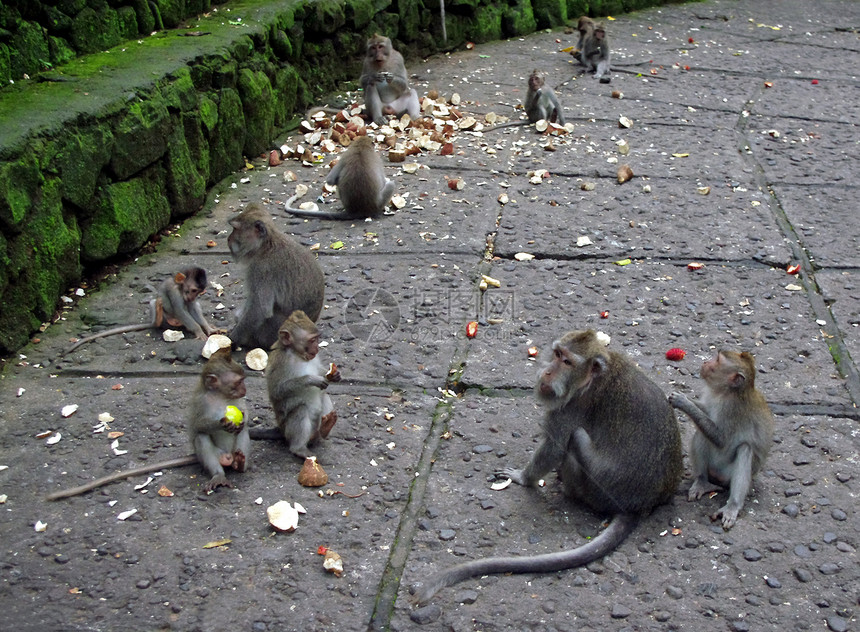 猴子一起吃饭图片