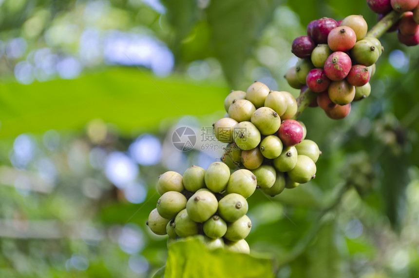 咖啡豆豆风格咖啡绿色种植园农产品中指植物水果叶子图片