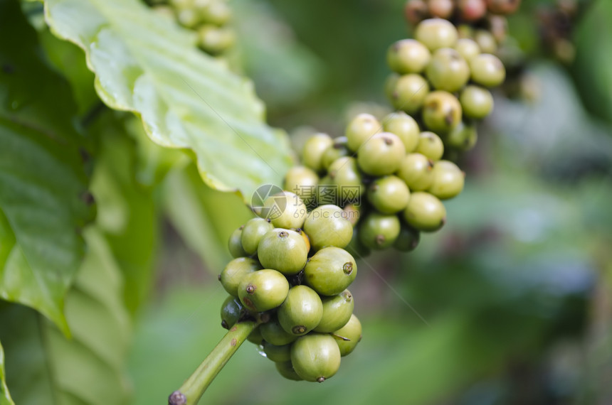 咖啡豆豆农产品水果中指种植园咖啡绿色植物叶子风格图片
