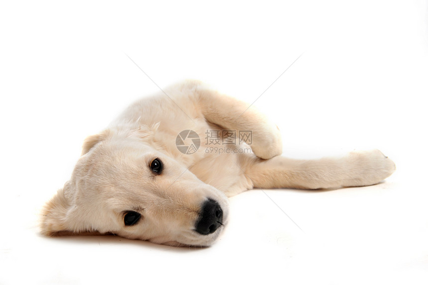 小小狗金色检索器工作室宠物白色动物睡眠猎狗猎犬悲伤犬类图片