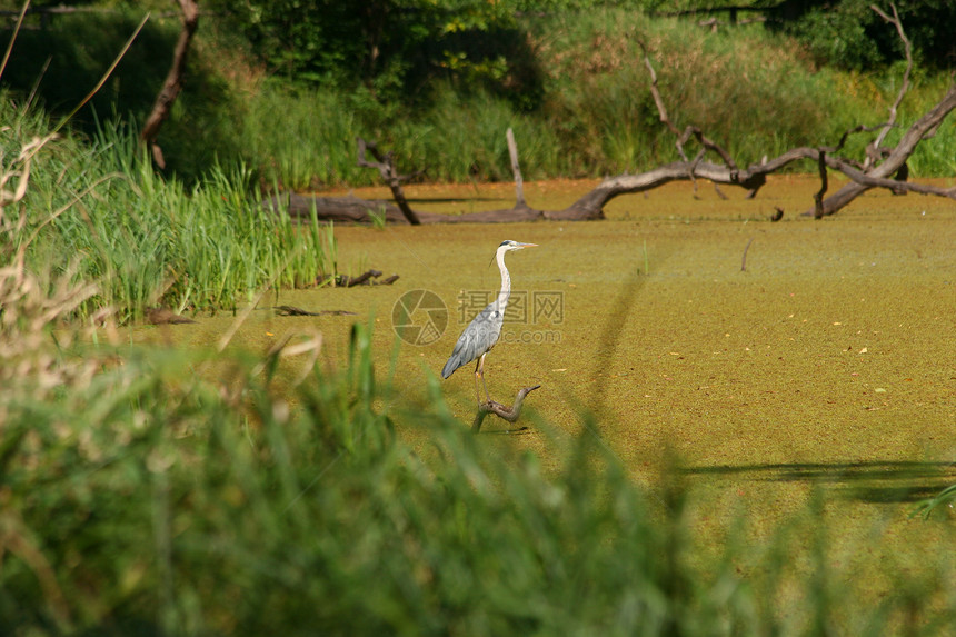 池塘风景绿色荒野淡水动物太阳棕色叶子阳光晴天图片