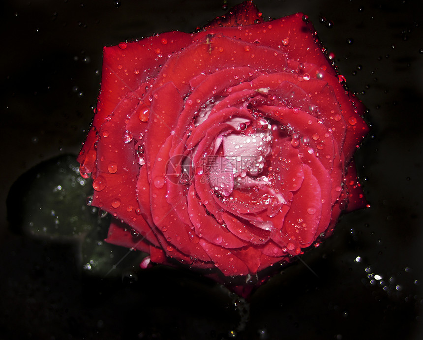 湿红玫瑰红色女士花瓣情绪花束一滴水香水粉色黑色礼物图片