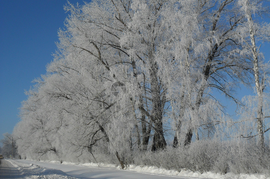 霜冻中的伯赫树图片