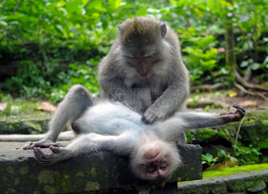 猴猴又养猴子感情荒野家庭狨猴猕猴游猎旅游关爱旅行热带图片