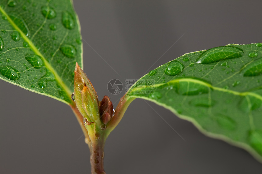 劳蕾尔休假植物学桂冠香料生长药品草本枝条发芽草本植物植物图片