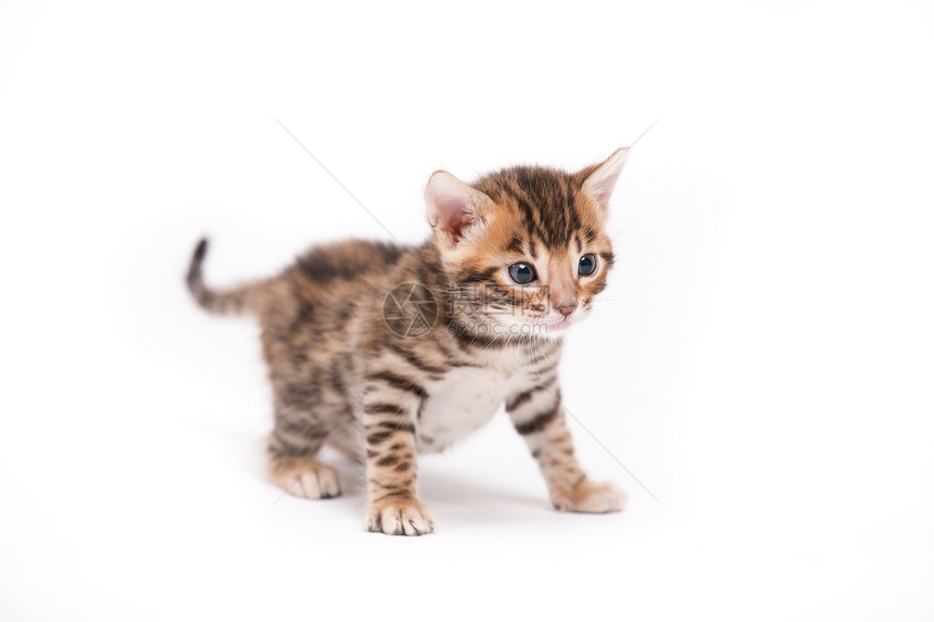 白色背景的小小猫猫咪金子短发毛皮哺乳动物橙子幼兽宠物头发尾巴图片