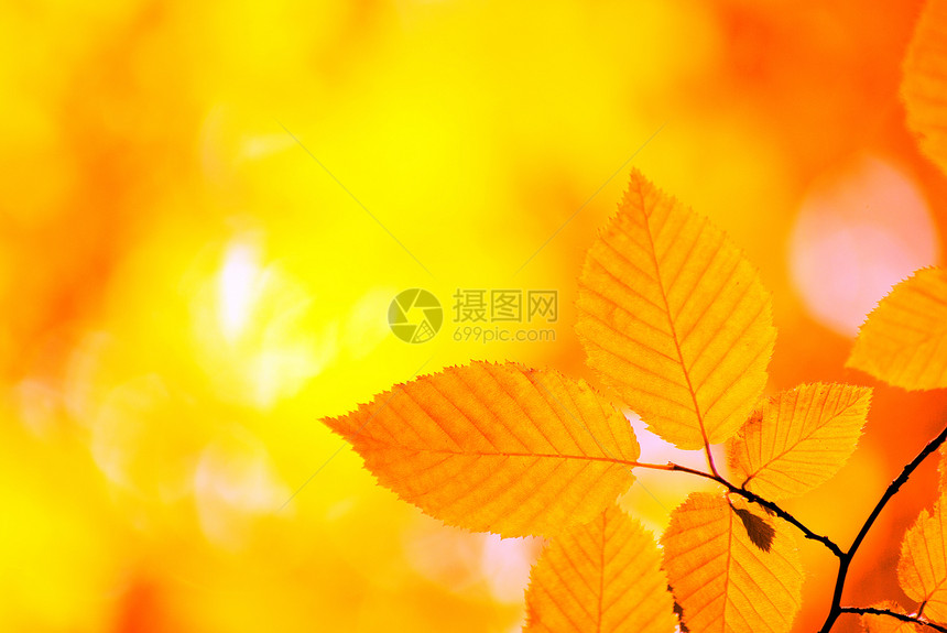 秋季假期红色橙子植物生长环境分支机构树叶森林叶子图片